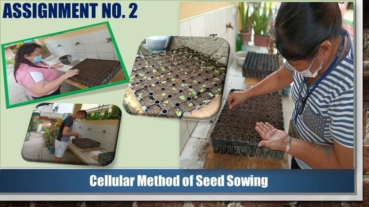 VeggiEskwela Training